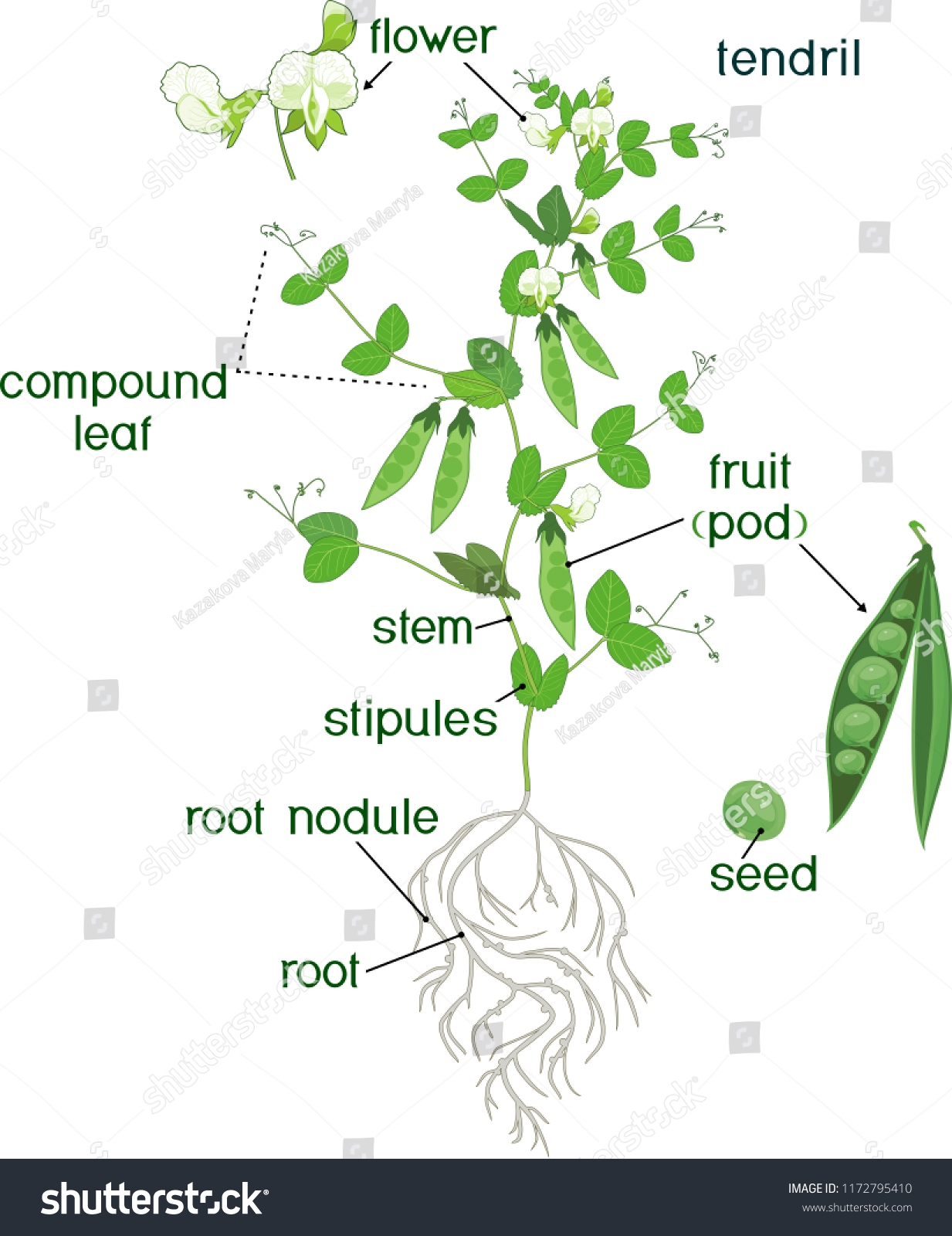 parts of a plant labelled