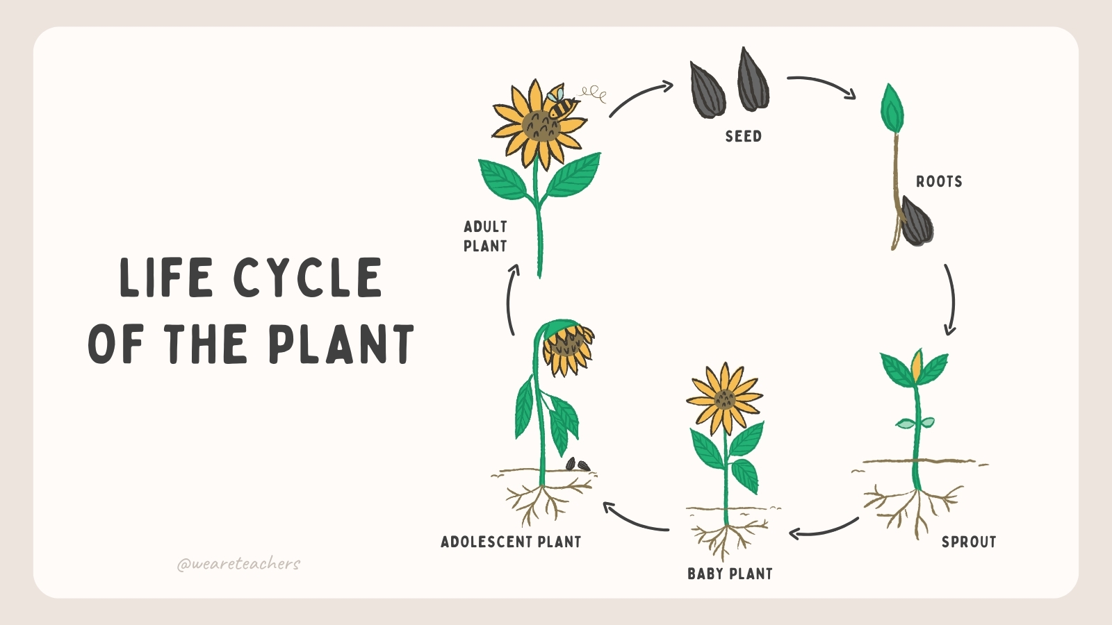 Plant Life Cycle Classroom Resources And Free Google Slides Plant Life Cycle Classroom Resources And Free Google Slides