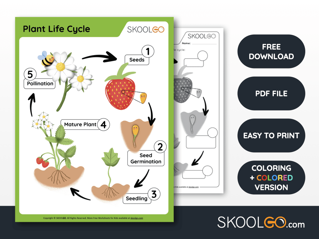 Plant Life Cycle Free Worksheet SKOOLGO Plant Life Cycle Free Worksheet SKOOLGO