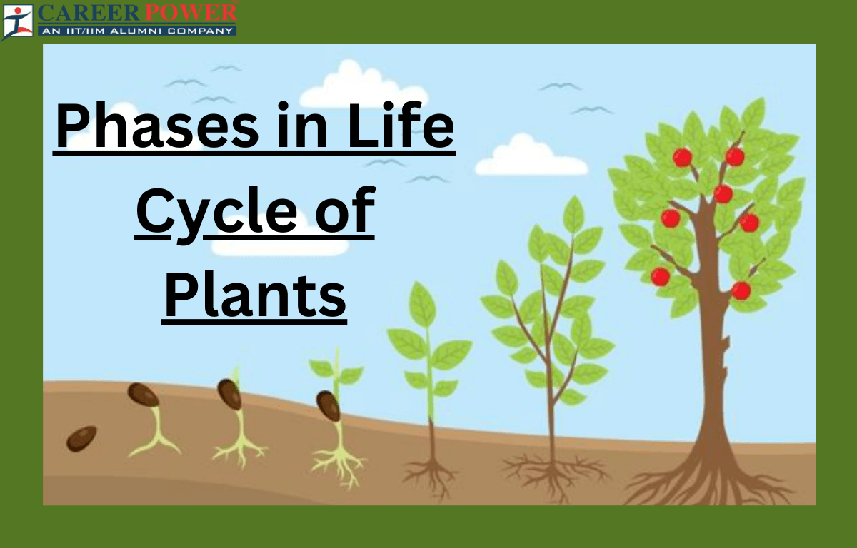 Plant Life Cycle Type Process Part And Phases In Cycle Plant Life Cycle Type Process Part And Phases In Cycle
