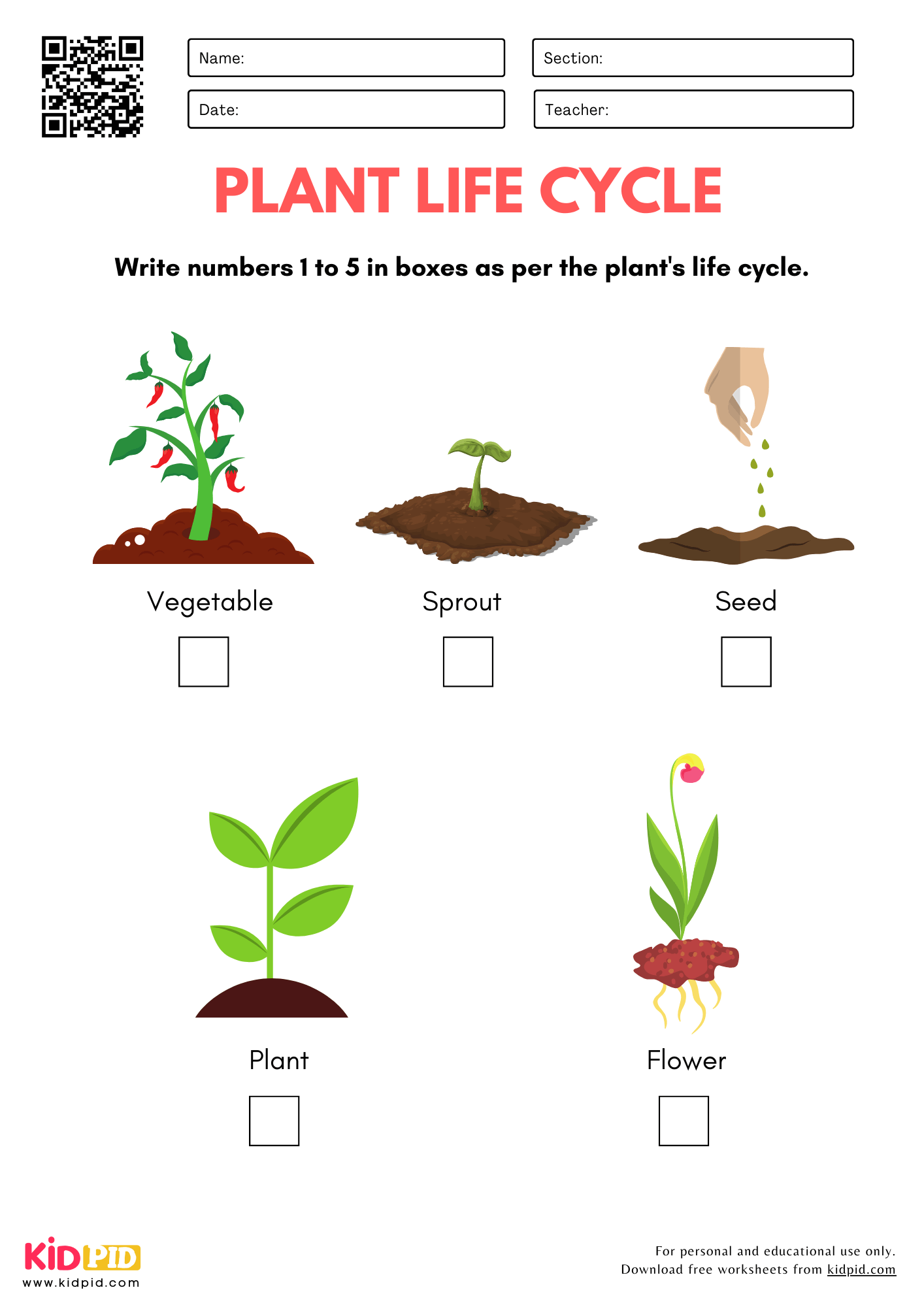 Plant Life Cycle Worksheet For Kindergarten Kidpid Plant Life Cycle Worksheet For Kindergarten Kidpid