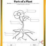 Plant Life Cycle Worksheets Free Printables For Kids