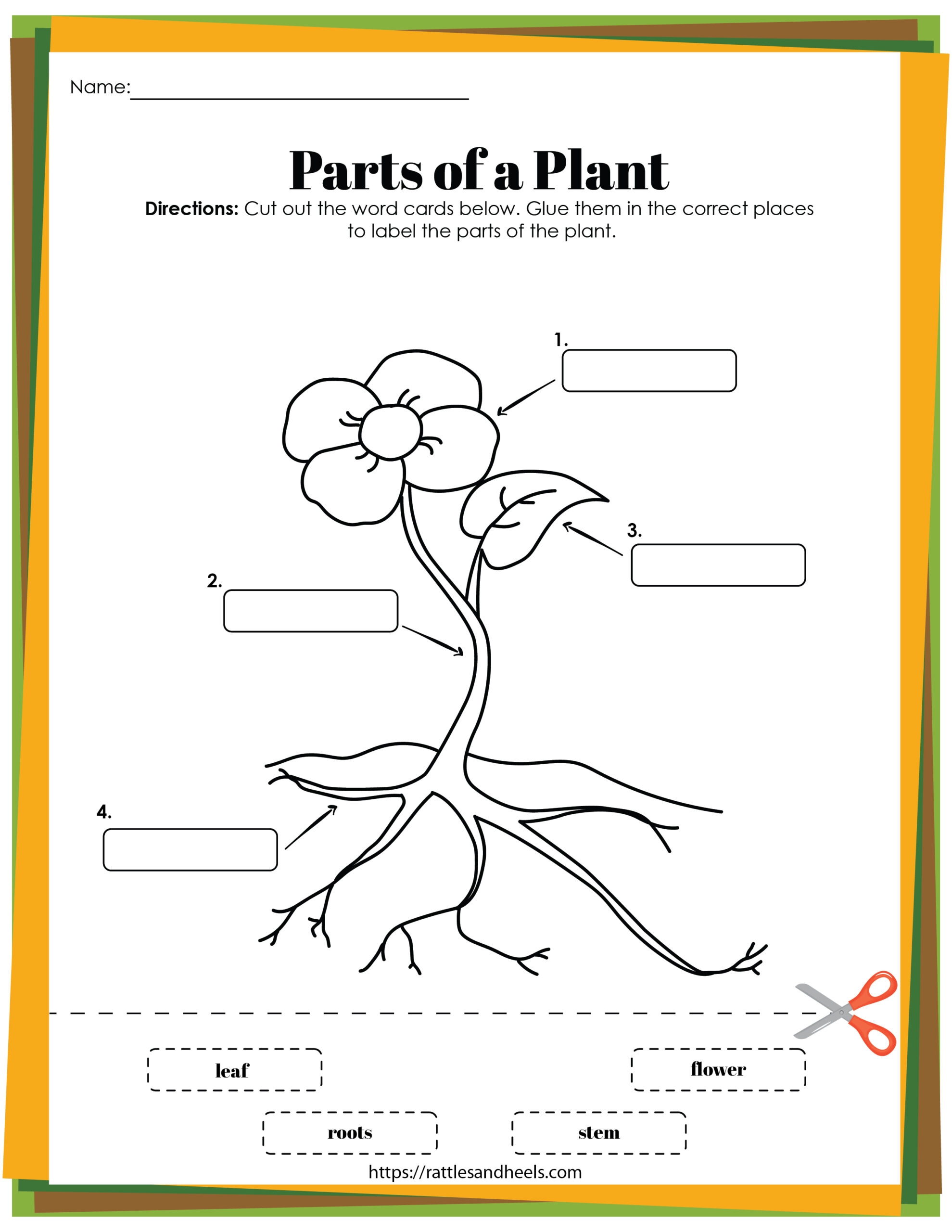 Free Plant Life Cycle Worksheet Printables