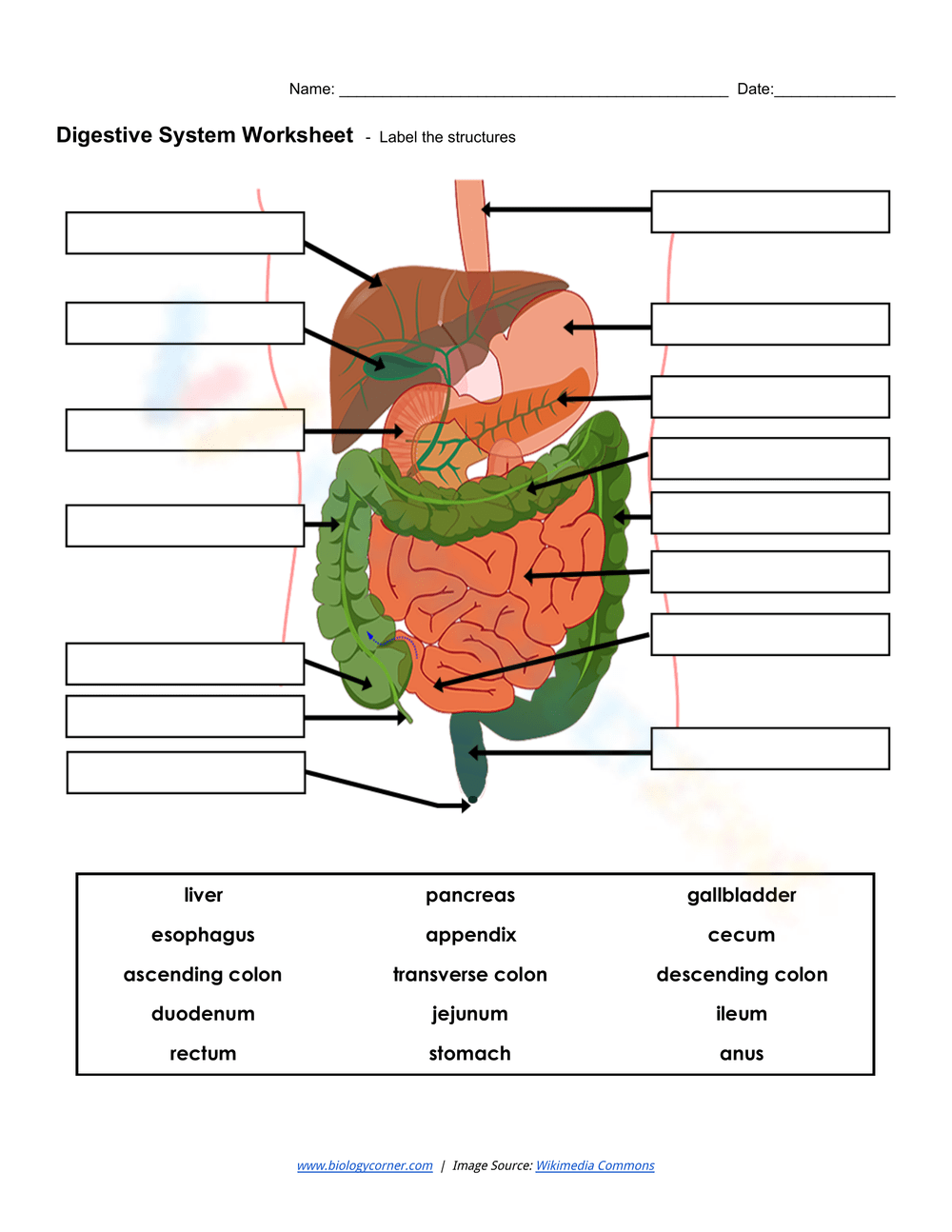 Printable Digestive System Worksheets