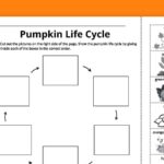 Pumpkin Life Cycle Worksheets For Kids Free Printables