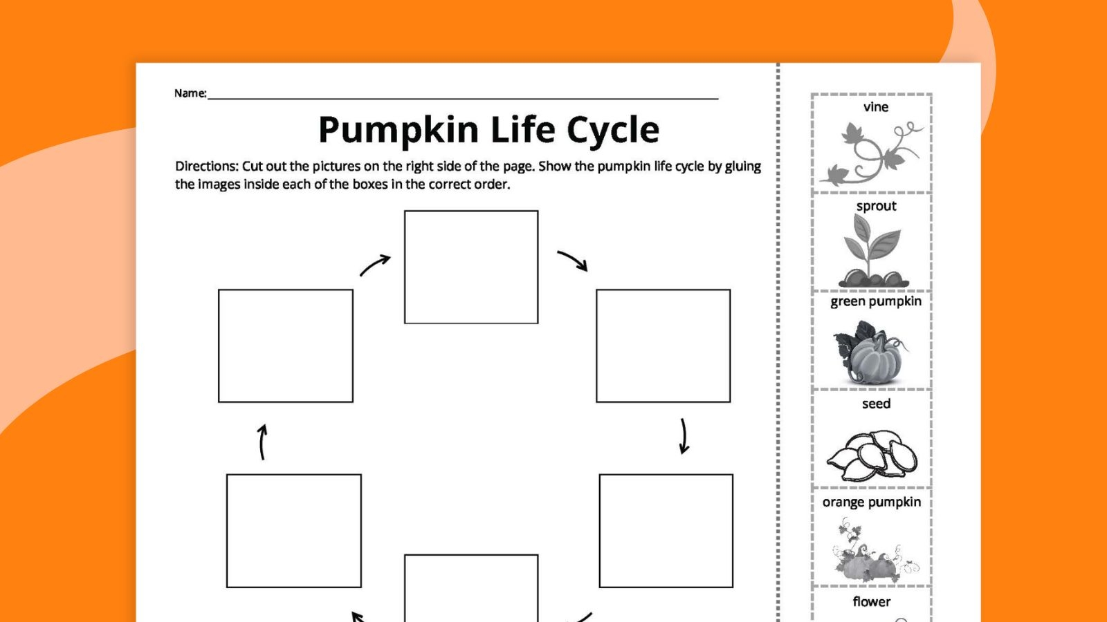 Free Printable Pumpkin Life Cycle Worksheet