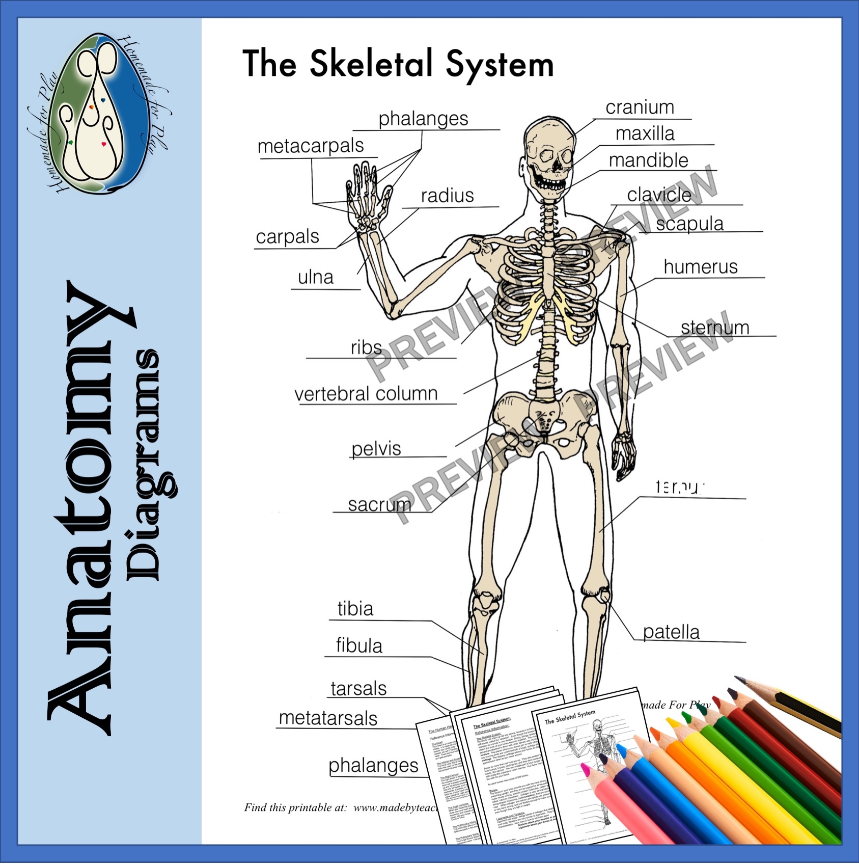 human skeleton printable worksheet human skeleton printable worksheet