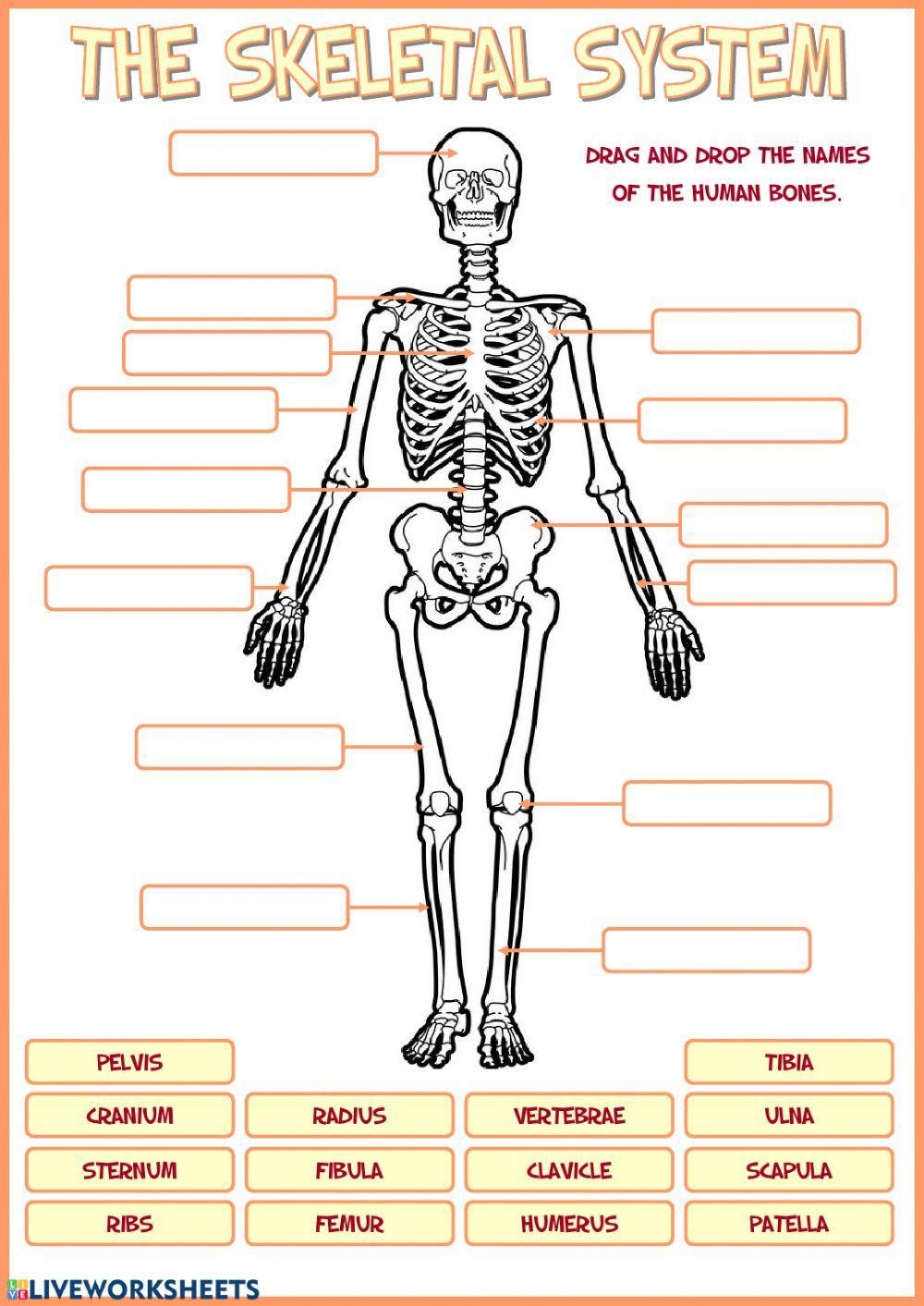 Skeletal System Worksheet Live Worksheets Worksheets Library