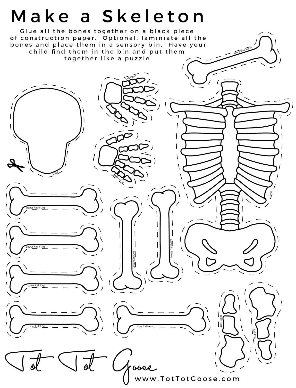 free printable skeletal system worksheets