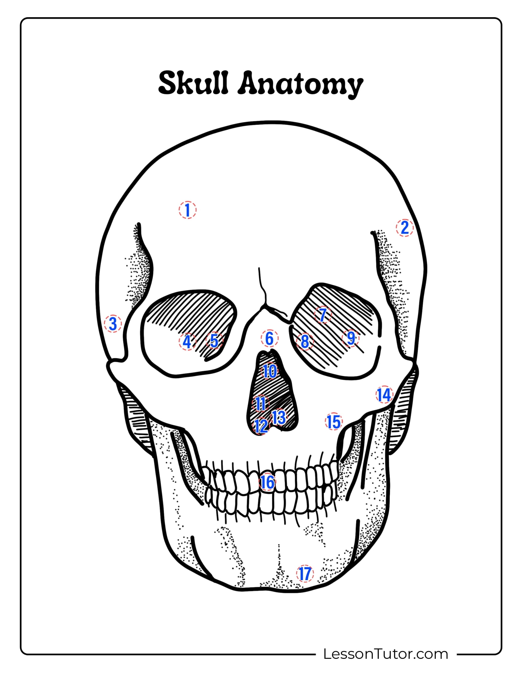 Skeleton System Worksheets Free Coloring Pages PDF Printables And Worksheets Lesson Tutor