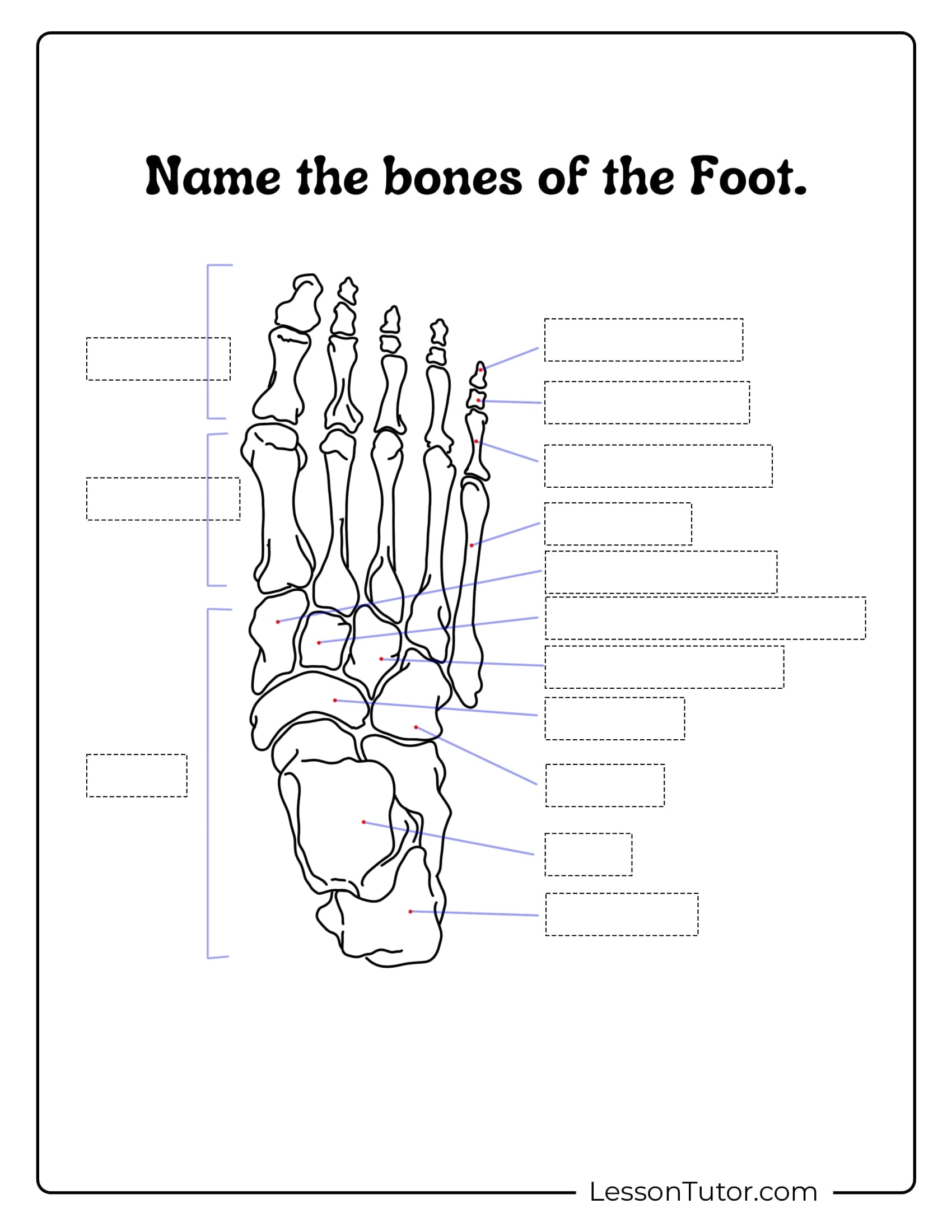 printable skeletal system worksheet