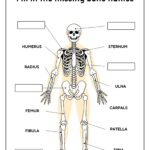 Skeleton System Worksheets Free Coloring Pages PDF Printables And Worksheets Lesson Tutor