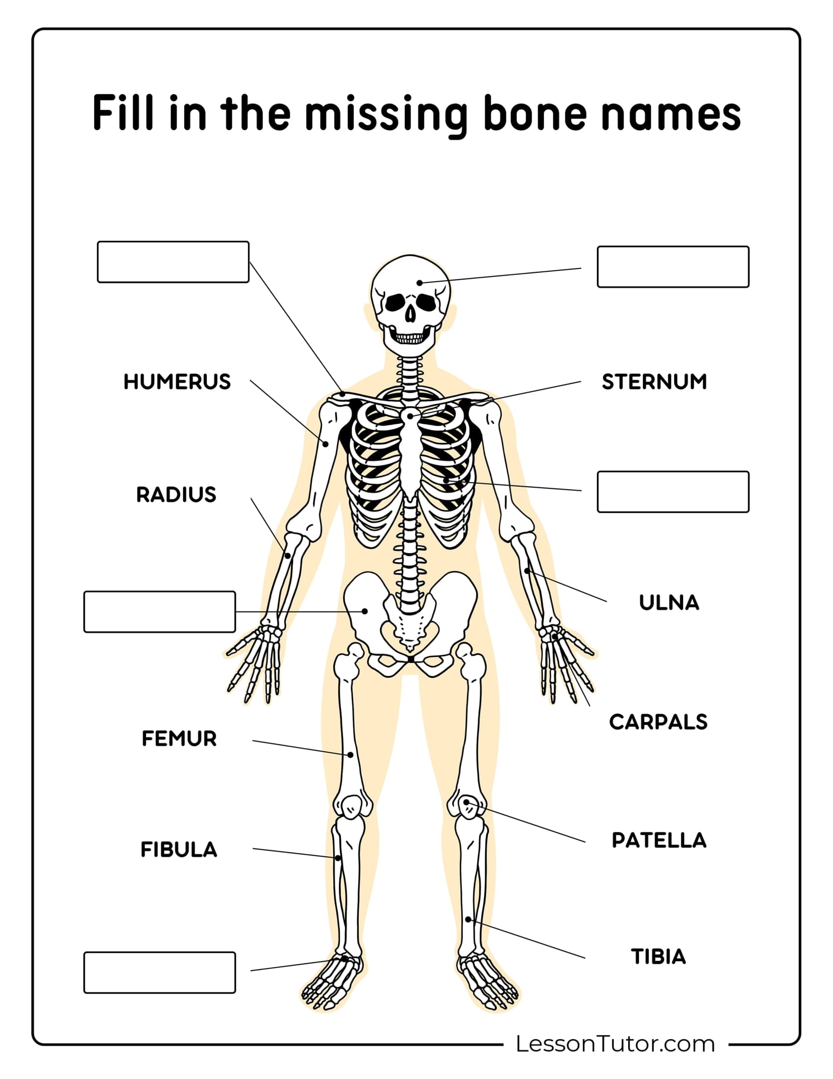 Free Printable Skeletal System Worksheets