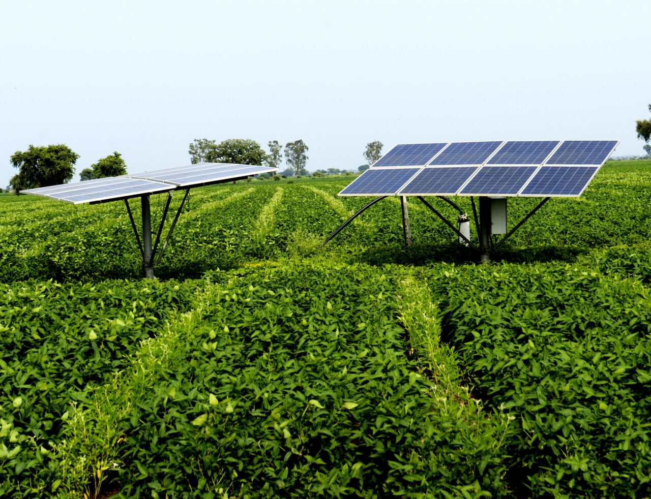 Solar Panel Teas Passage Revolutionizing Sustainability In Tea Plantations