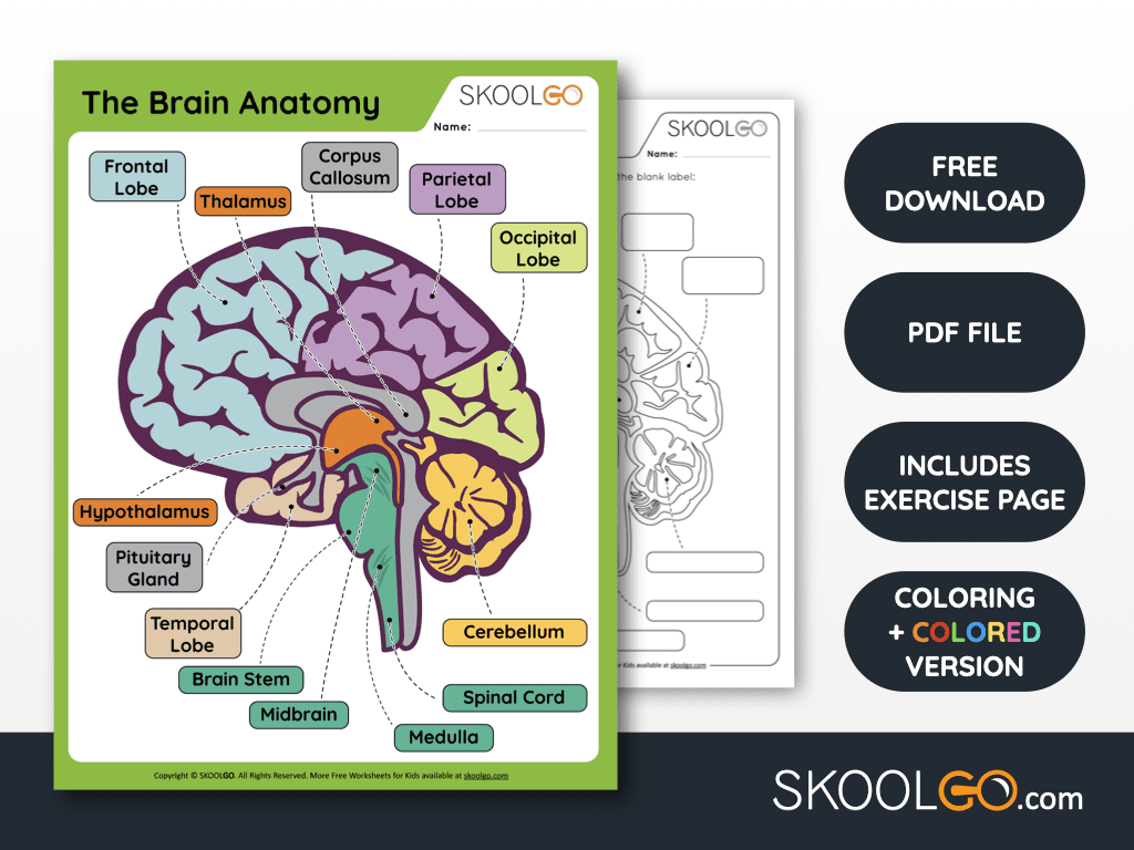 The Brain Anatomy Free Worksheet For Kids SKOOLGO The Brain Anatomy Free Worksheet For Kids SKOOLGO