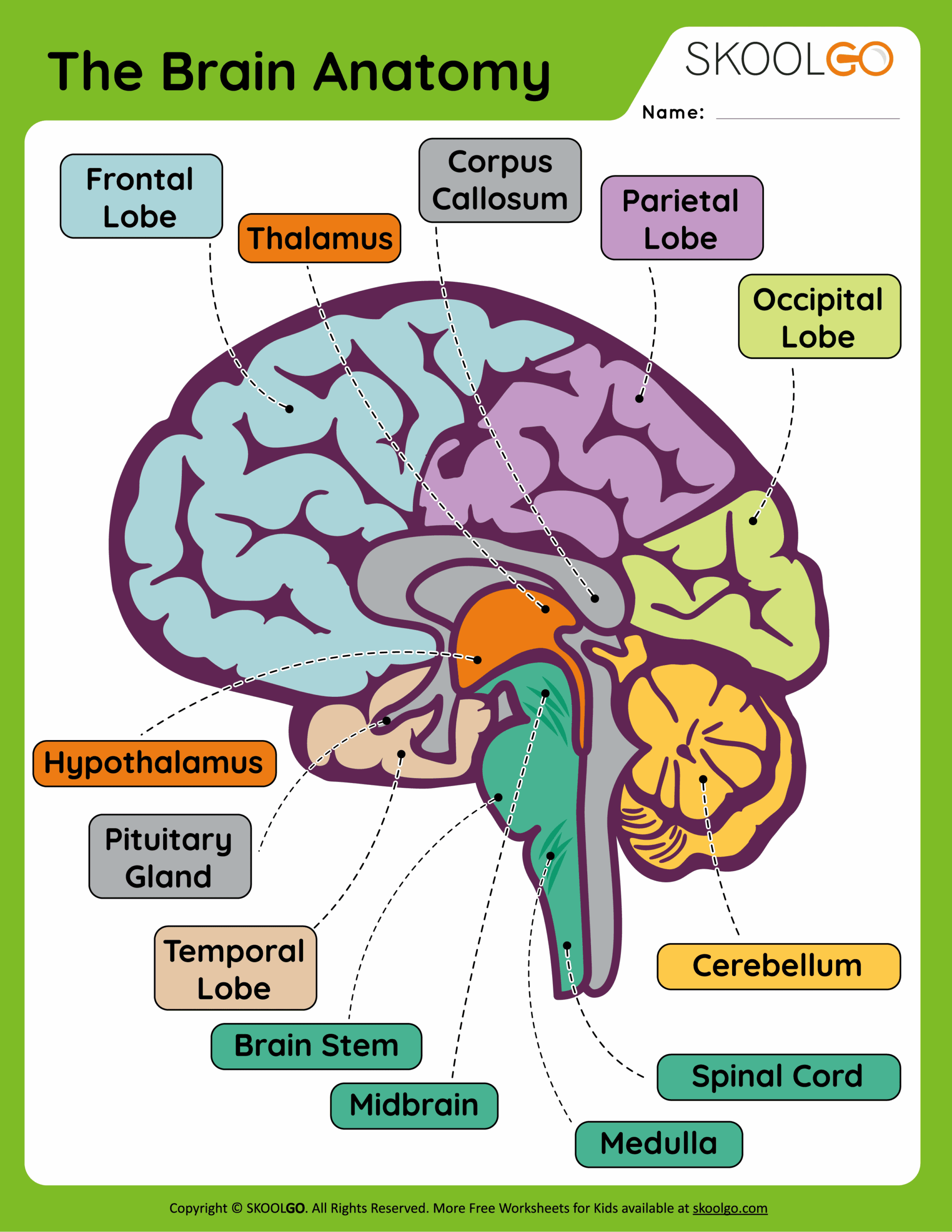 The Brain Anatomy Free Worksheet For Kids SKOOLGO The Brain Anatomy Free Worksheet For Kids SKOOLGO