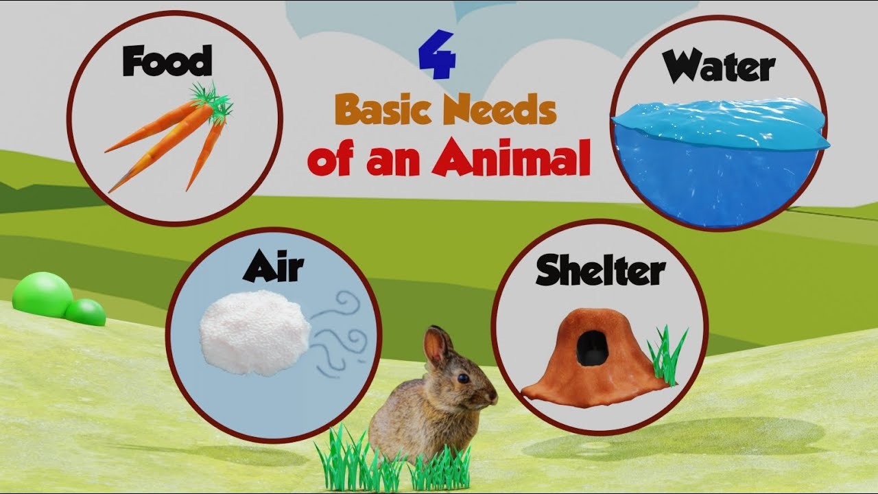 What Do Animals Need To Live