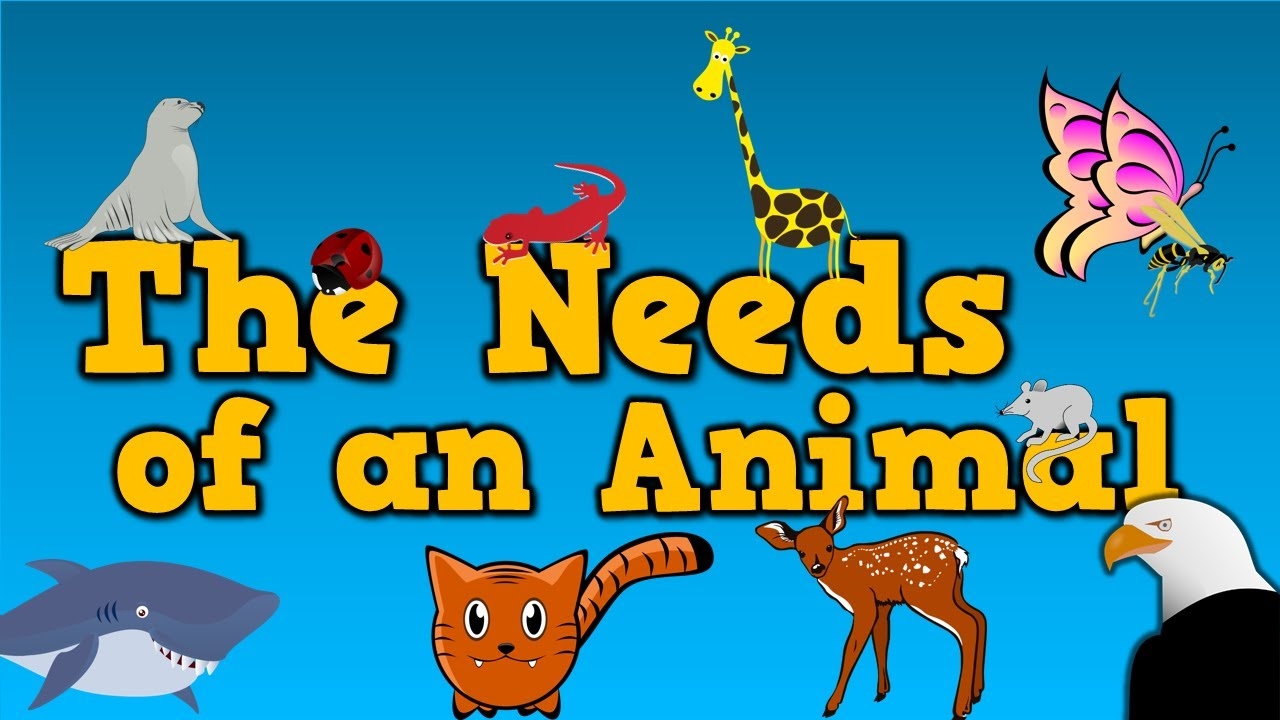 The Needs Of An Animal song For Kids About 4 Things Animals Need To Survive YouTube The Needs Of An Animal song For Kids About 4 Things Animals Need To Survive YouTube