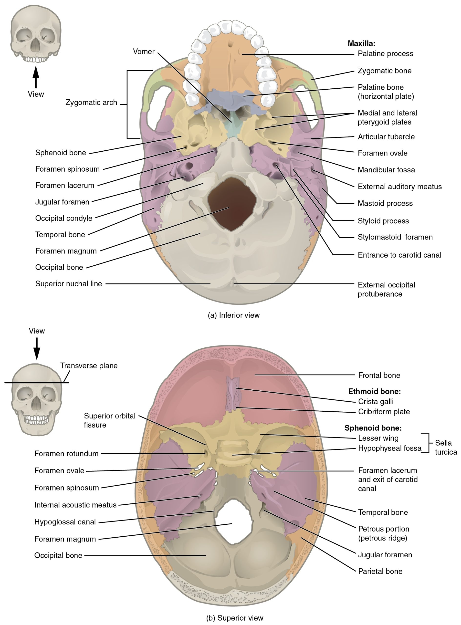 The Skull HSCI 10171 Anatomy Physiology
