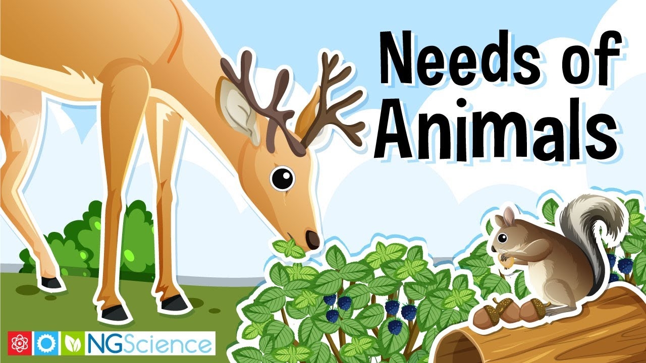 What Do Animals Need To Live Grow And Stay Healthy YouTube What Do Animals Need To Live Grow And Stay Healthy YouTube