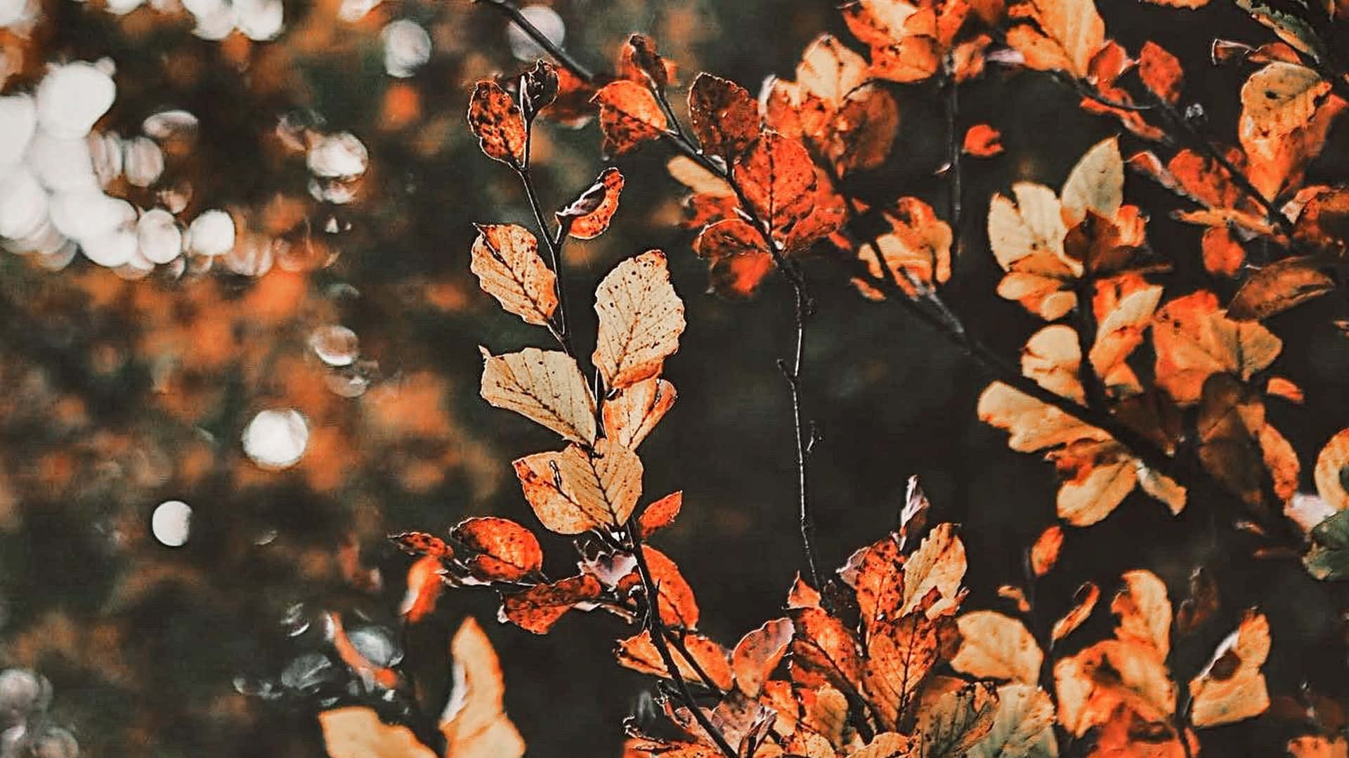 100 Fall Aesthetic Desktop Backgrounds Wallpapers