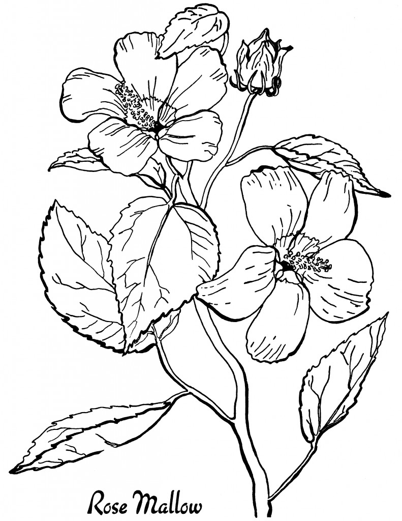 free coloring pages printable for adults