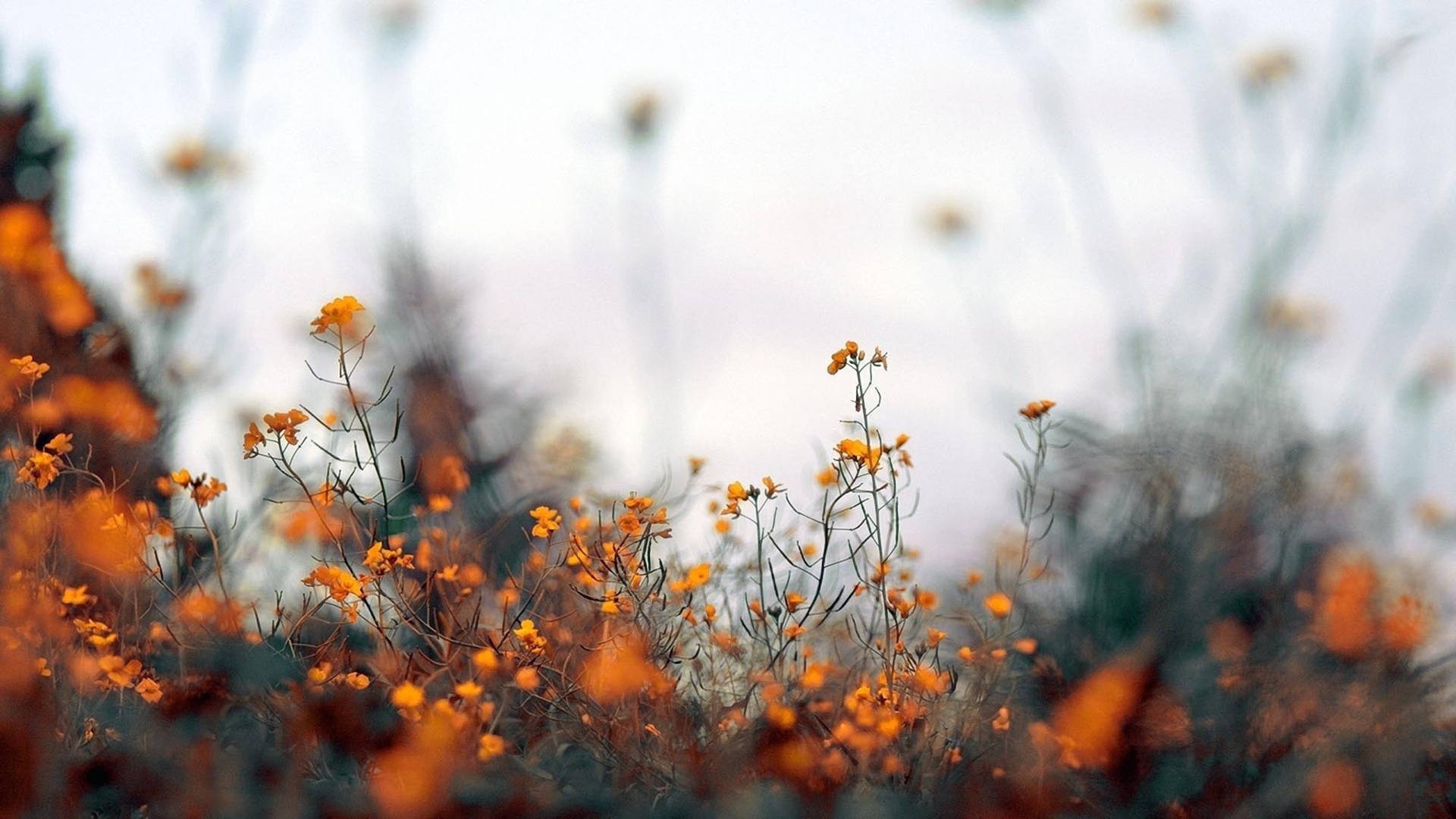 fall desktop wallpaper aesthetic