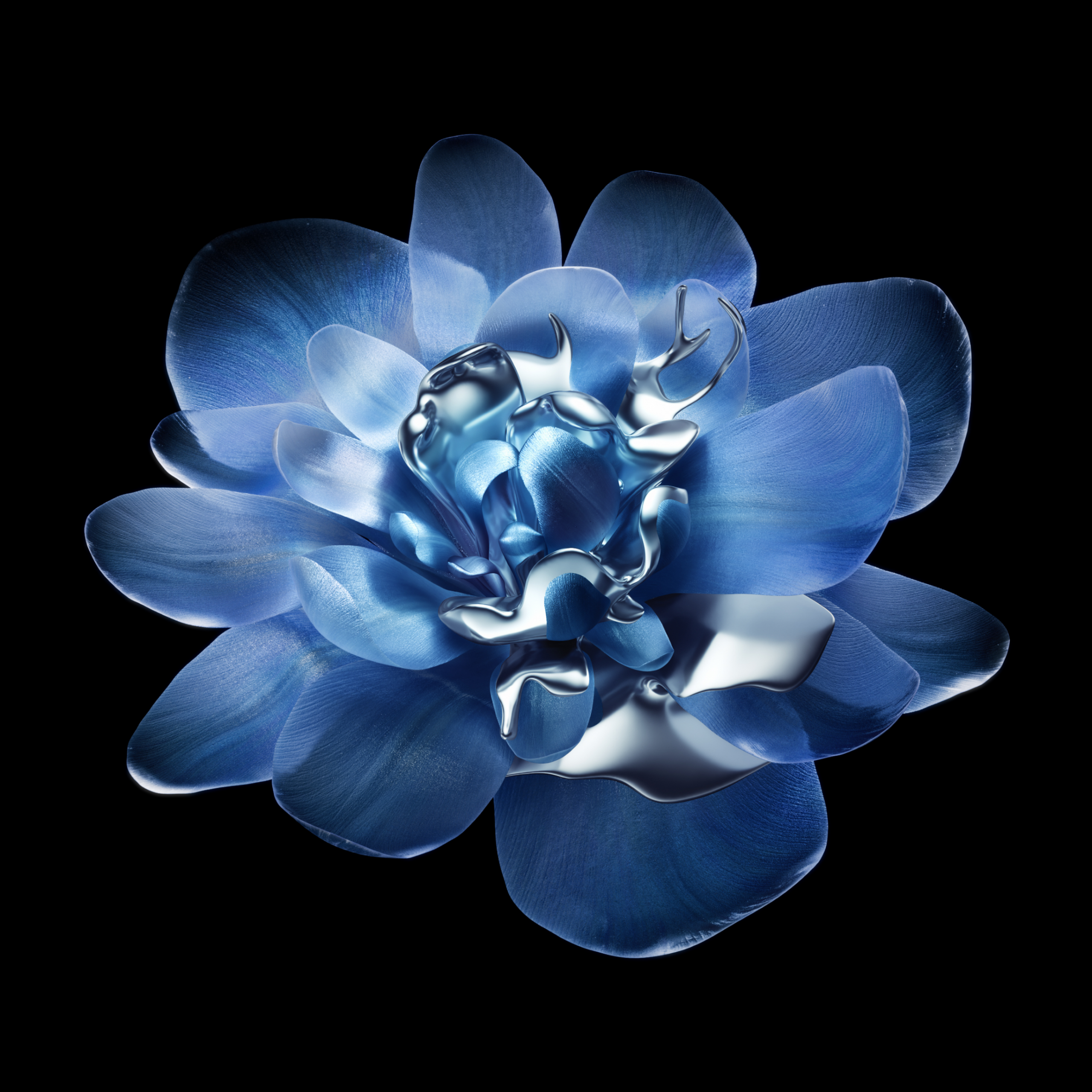 flower black background wallpaper flower black background wallpaper