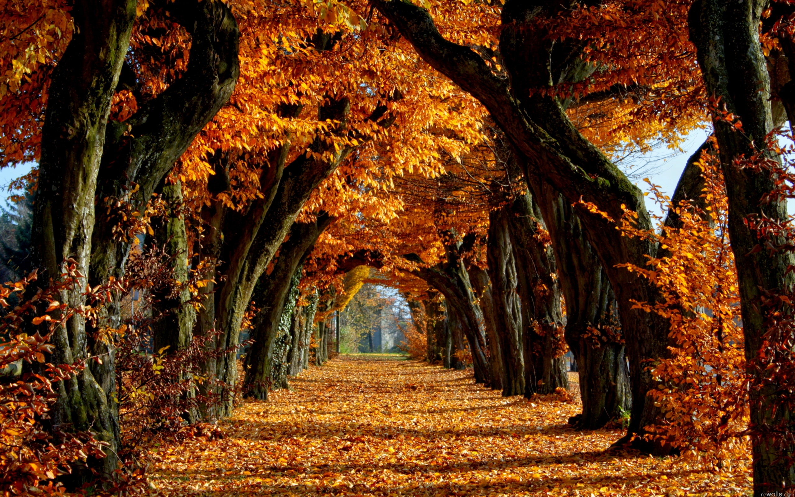 fall autumn desktop wallpaper fall autumn desktop wallpaper