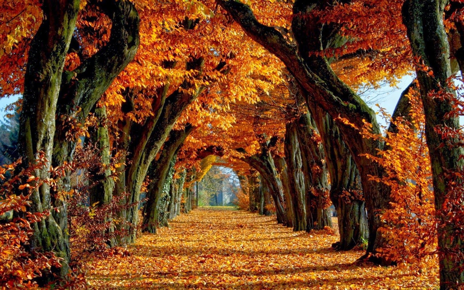 Autumn For PC Wallpapers Wallpaper Cave
