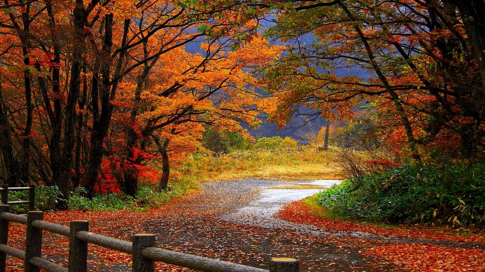 Autumn Trees Computer Wallpapers Wallpaper Cave