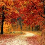 Autumn Wallpaper Photos Download The BEST Free Autumn Wallpaper Stock Photos HD Images