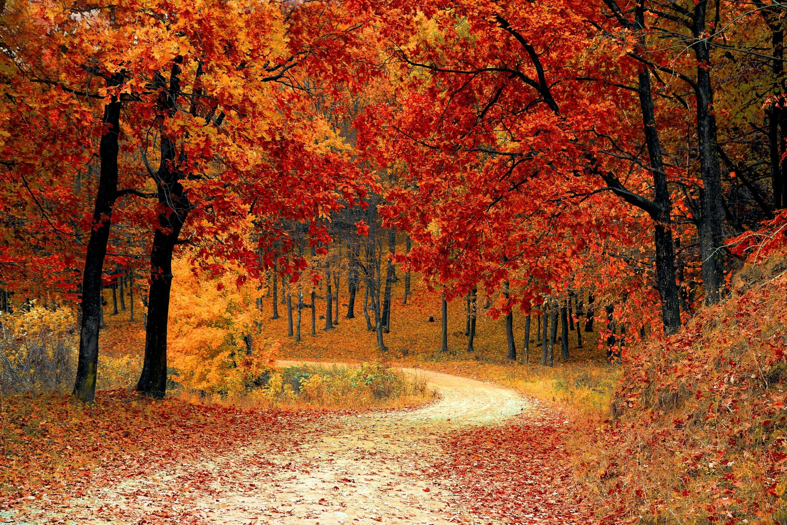 Fall Screensavers Free Desktop