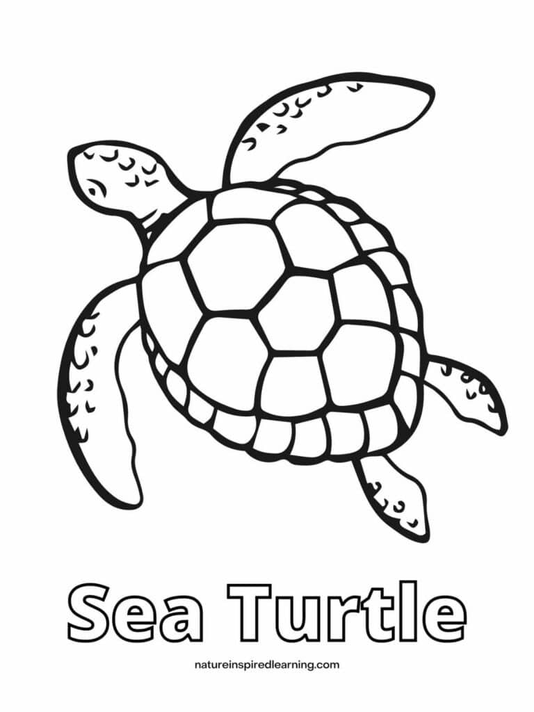 Sea Turtle Color Sheet