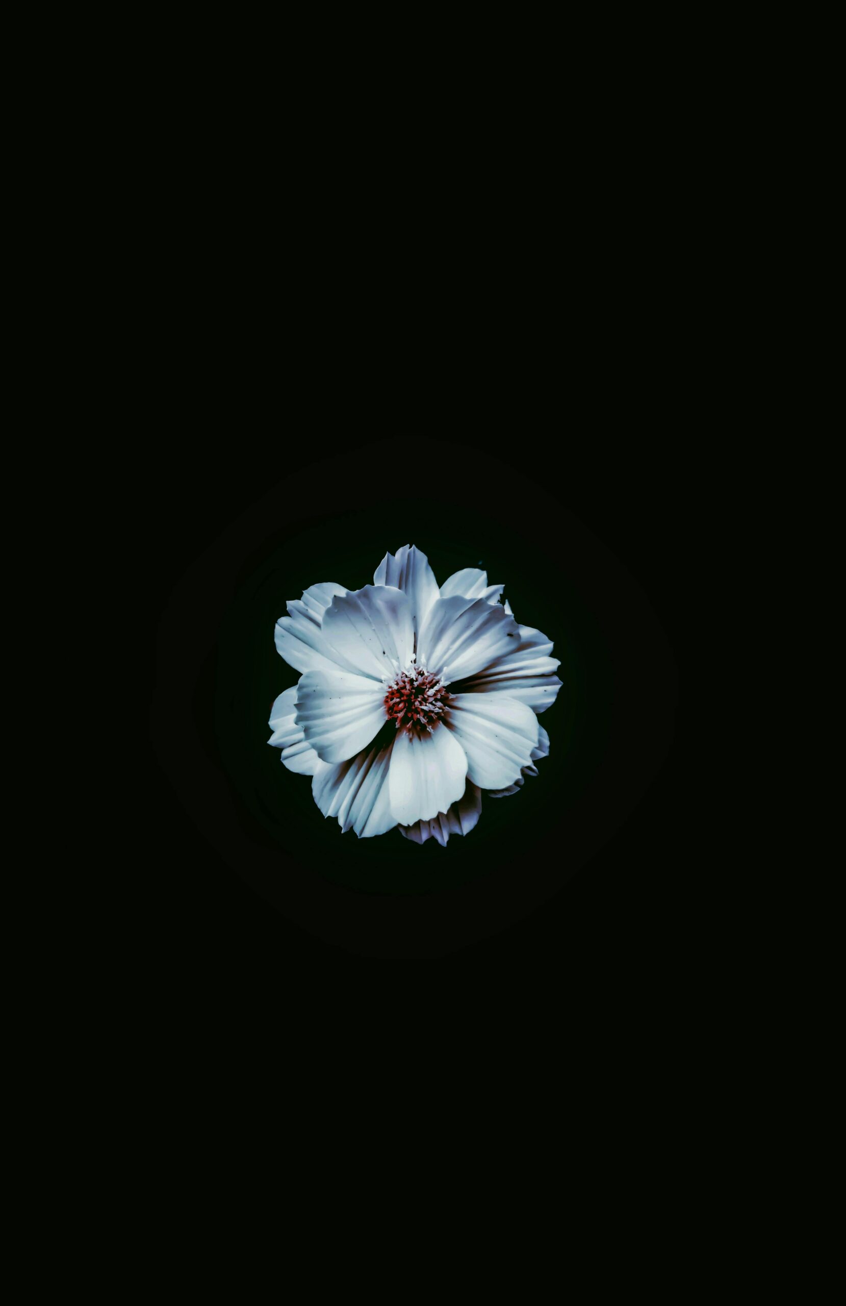 Close Up Of Blue Flower On Black Background Free Stock Photo Close Up Of Blue Flower On Black Background Free Stock Photo