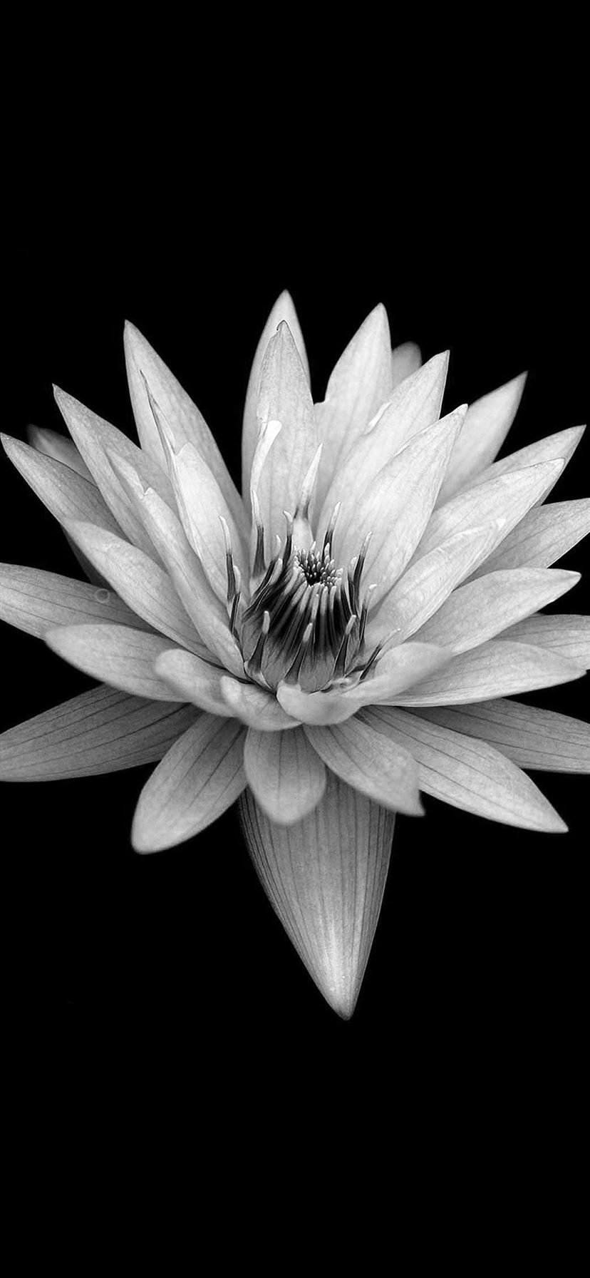 Dark Flower Black Background IPhone 11 Wallpapers Free Download Dark Flower Black Background IPhone 11 Wallpapers Free Download