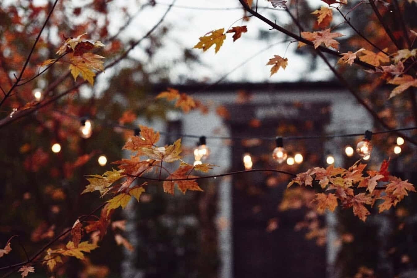 Download Curl Up In The Warmth Of A Cozy Fall Desktop Wallpaper Wallpapers 