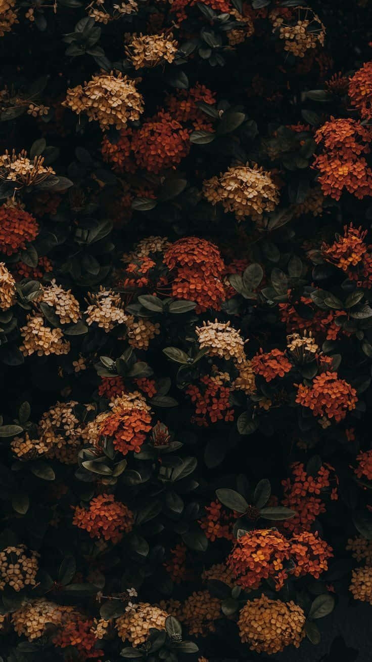 Download Embrace The Beauty Of Changing Seasons With A Vintage Fall Scene Wallpaper Wallpapers Download Embrace The Beauty Of Changing Seasons With A Vintage Fall Scene Wallpaper Wallpapers