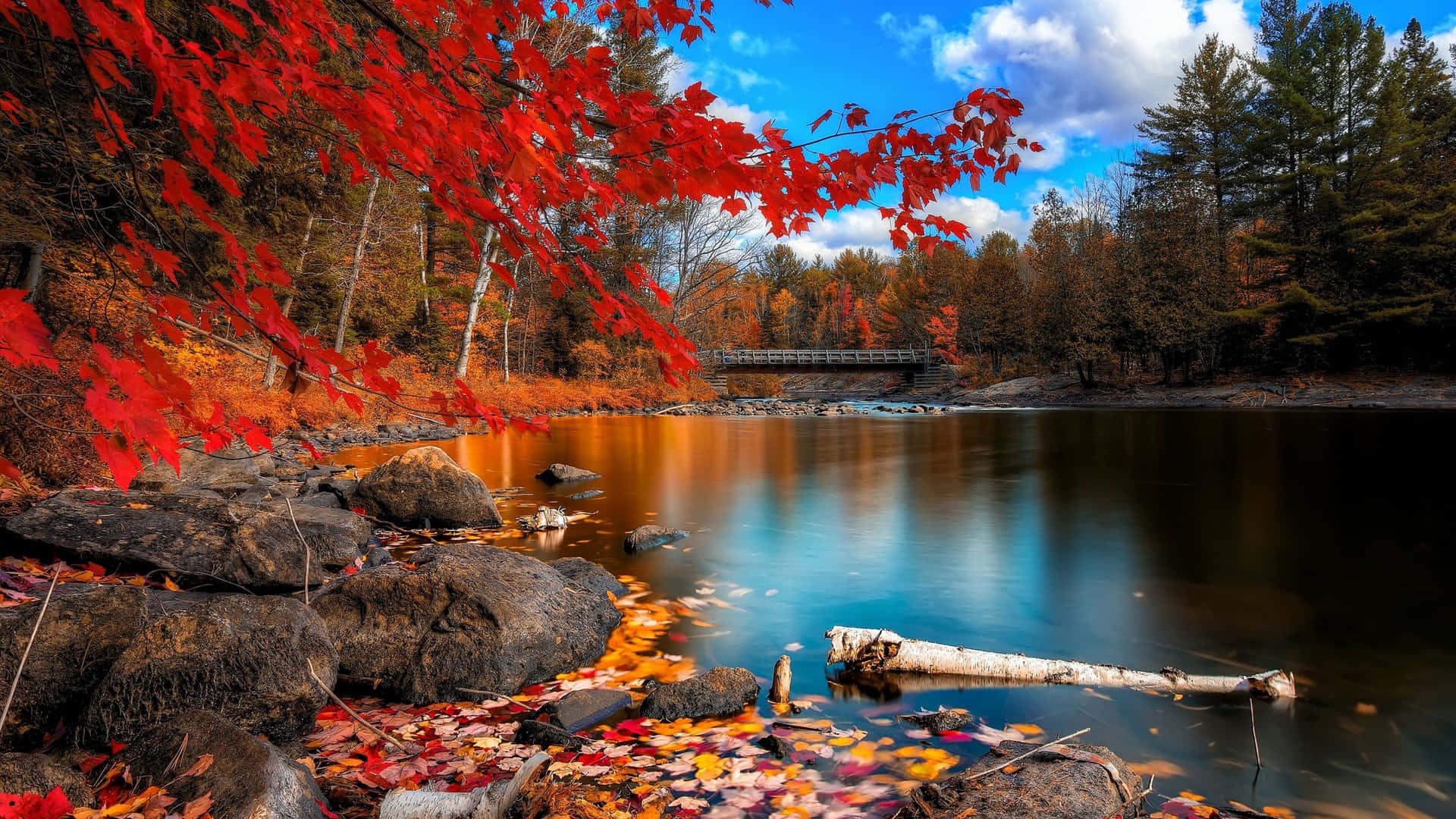 Download Forest Lake Fall Computer Background Wallpapers