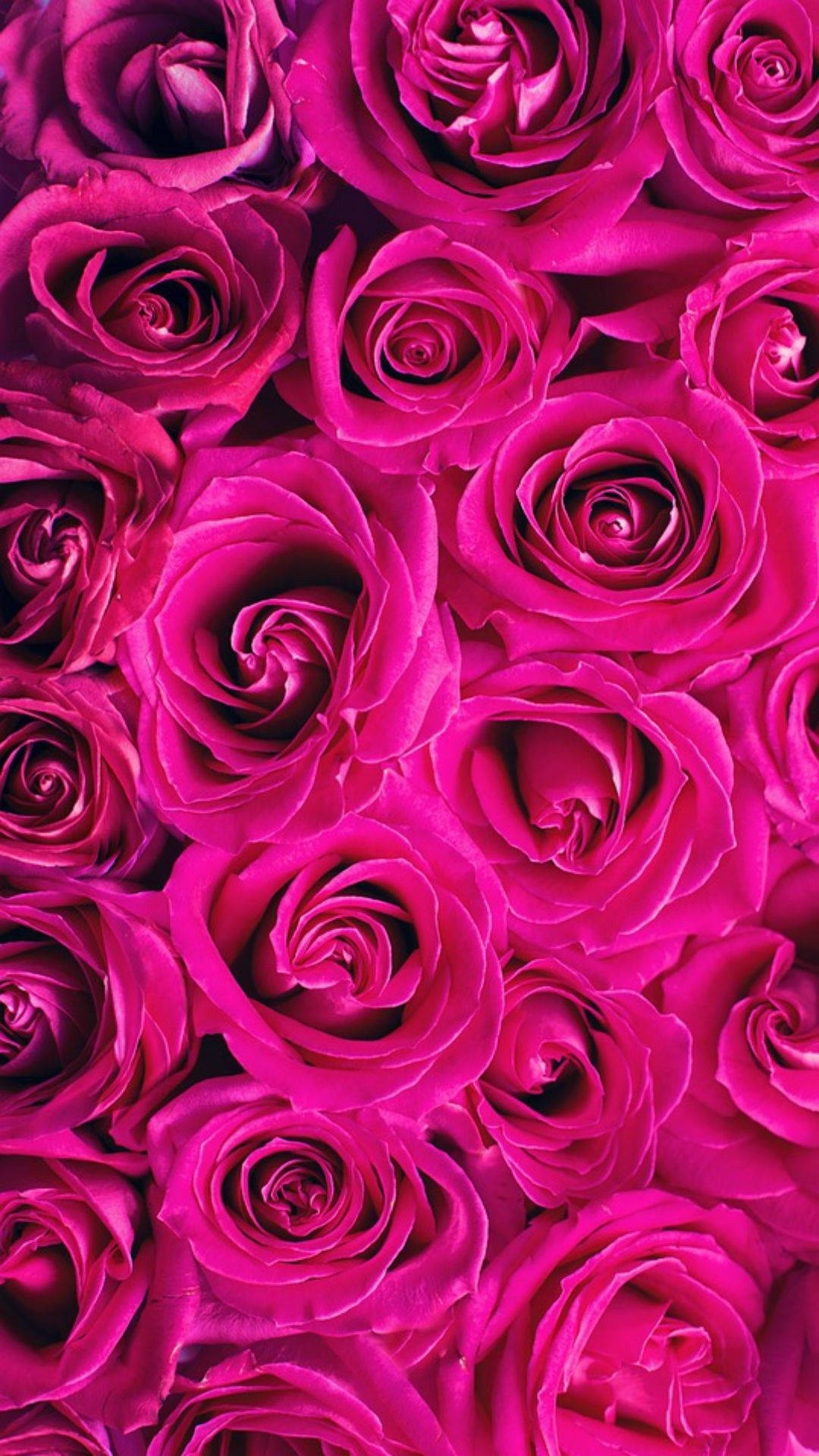 Download Hot Pink Aesthetic Roses Wallpaper Wallpapers