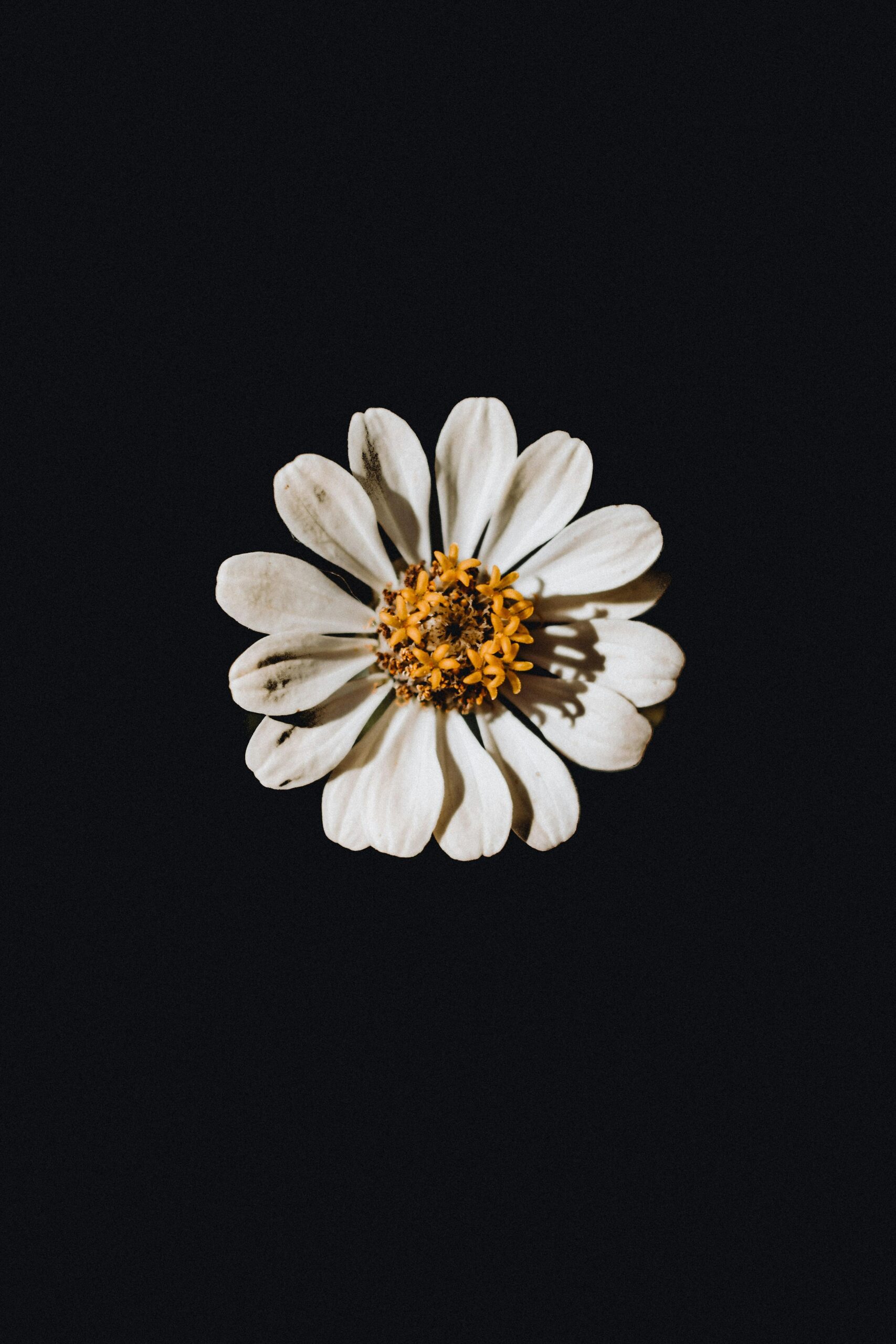 Flower Against Black Background Free Stock Photo Flower Against Black Background Free Stock Photo