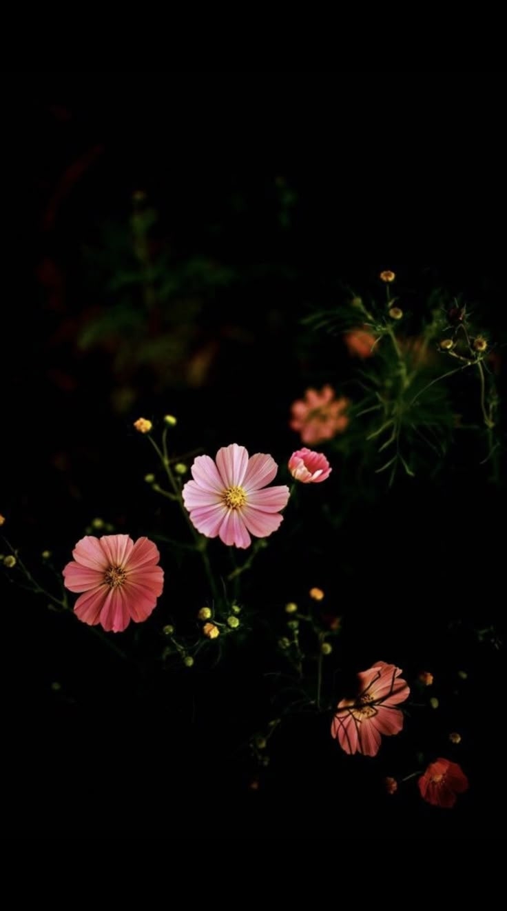 Japan Nature Japan Nature