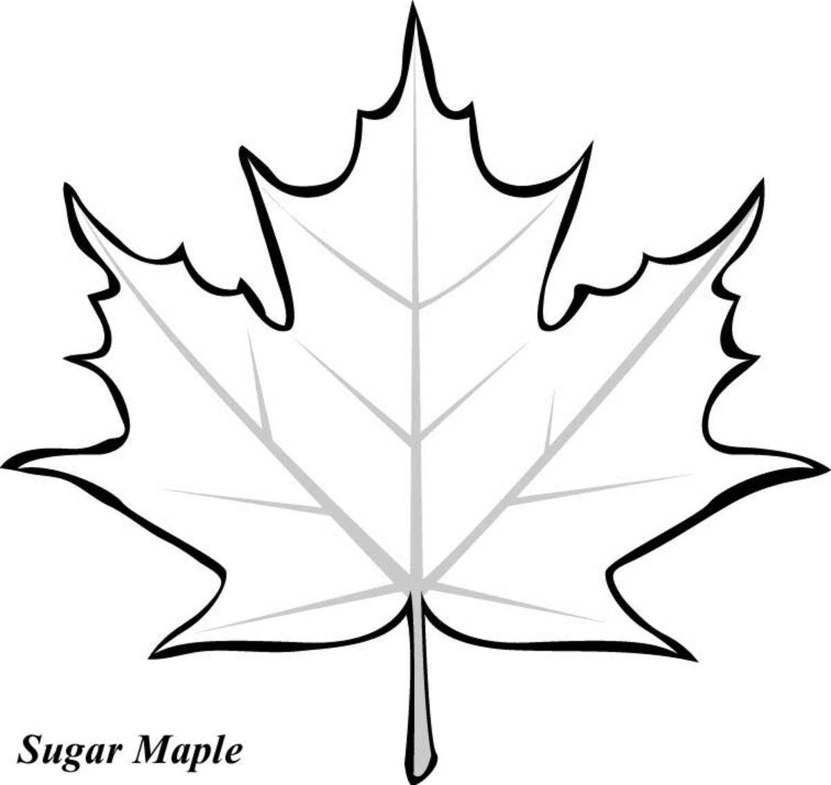 Leaf Pictures To Color