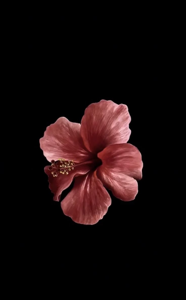Flower Black Background Wallpaper