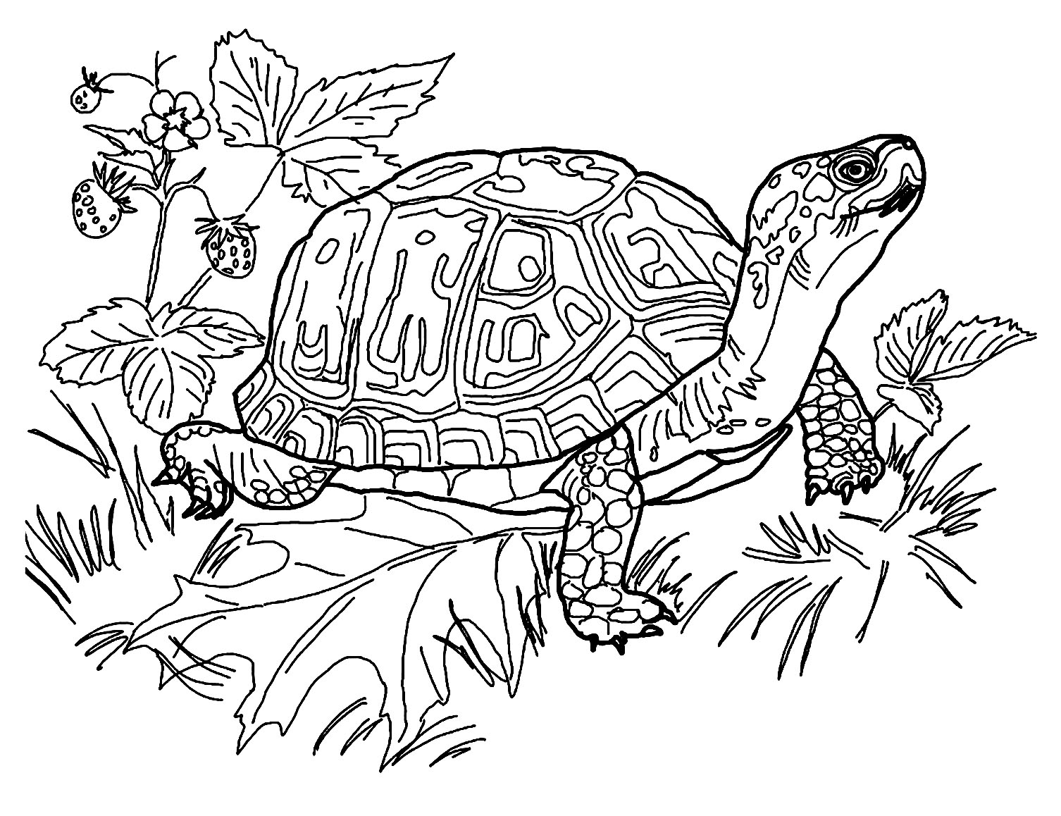 Printable Turtle Coloring Page For Kids Turtle Coloring Pages
