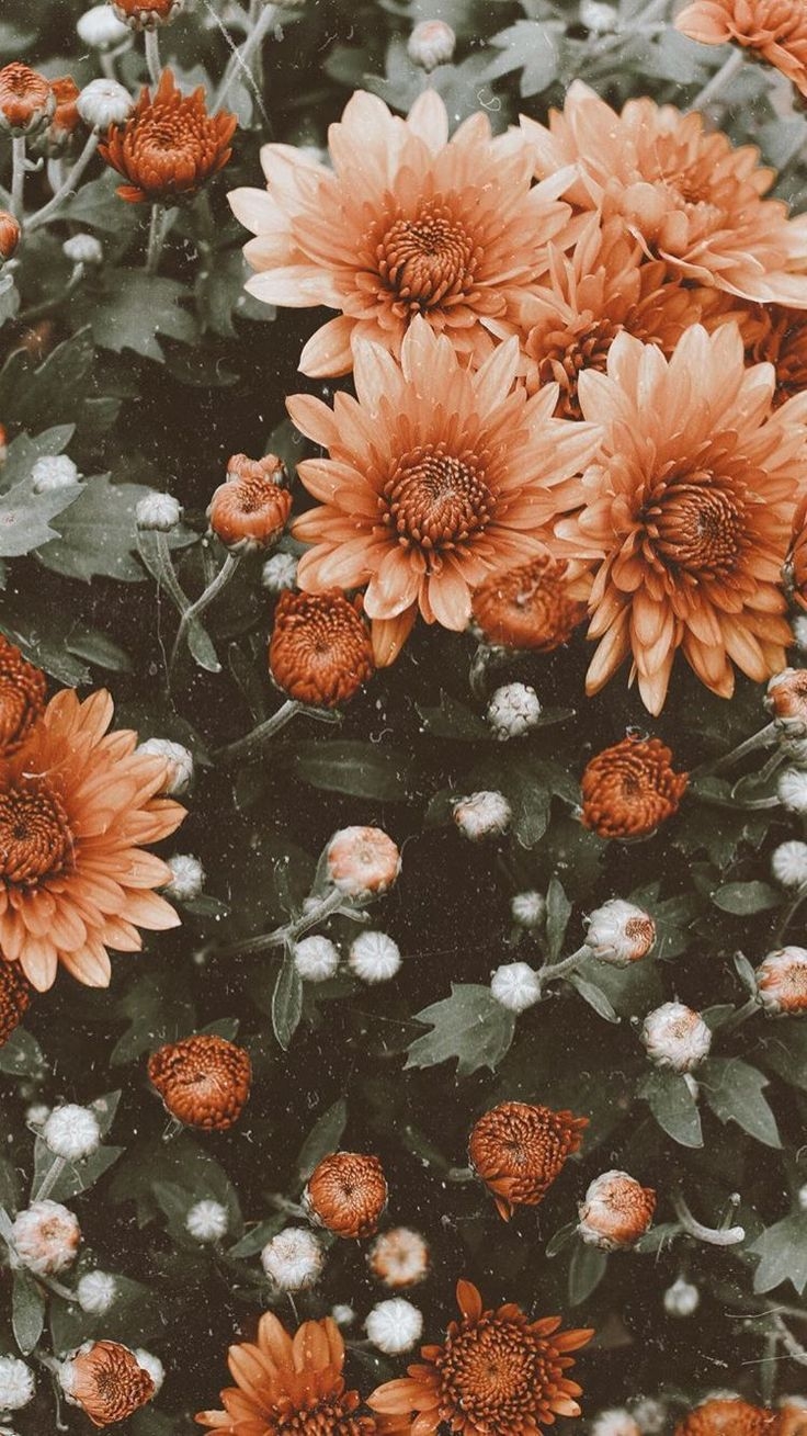 Vintage Aesthetic Fall Wallpaper