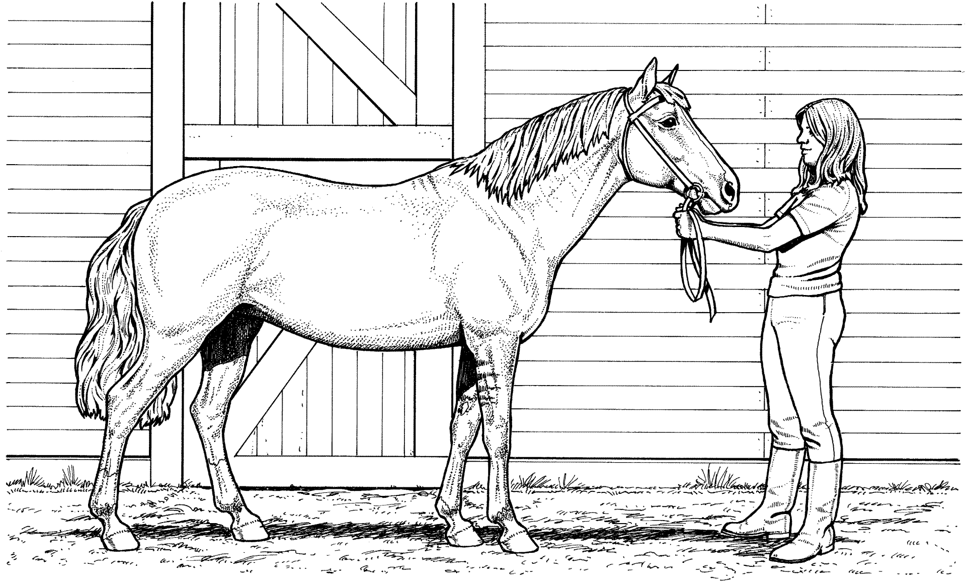 horse printable coloring sheets horse printable coloring sheets